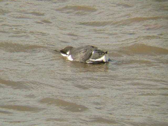 Razorbill Alca torda Bird Images