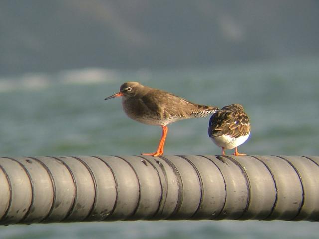 Redshank Tringa totanus Bird Images