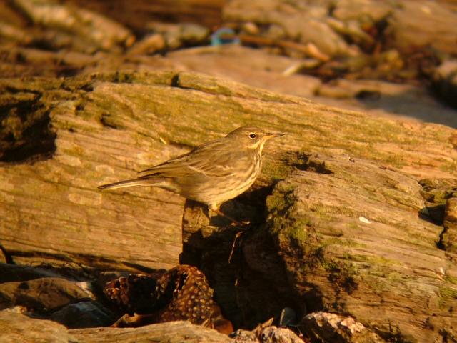 Rock Pipit or Sea Lintie Anthus petrosus Bird Images