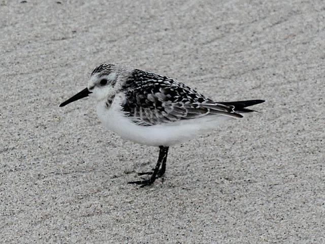 Calidris alba Sanderling Bird Images