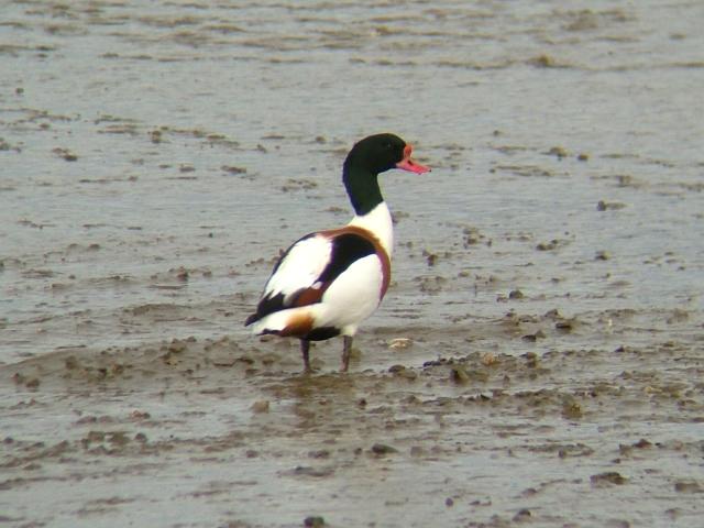 Shelduck Tadorna tadorna Bird Images