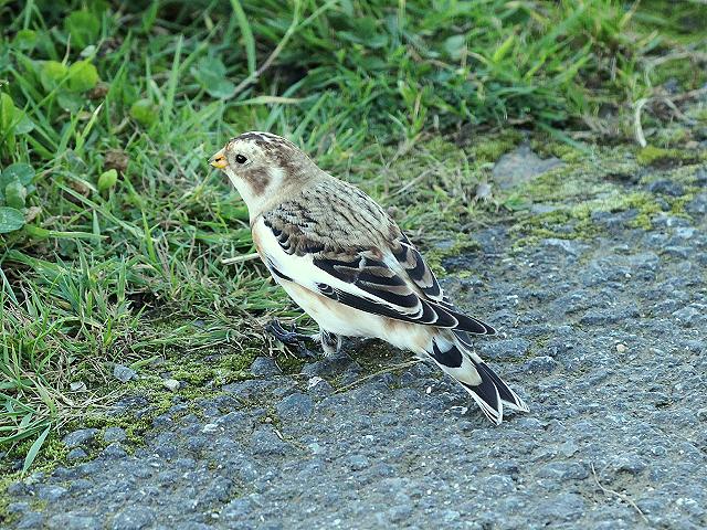 Snow Bunting Plectrophenax nivalis Bird Images