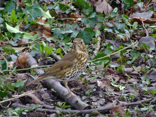 Song Thrush Turdus philomelos Bird Images