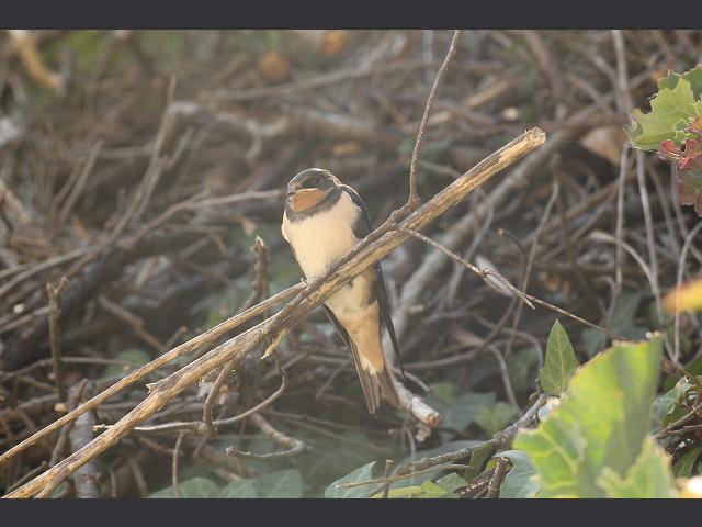Barn Swallow Hirundo rustic Bird Images