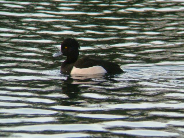 Tufted Duck Aythya fuligula Bird Images
