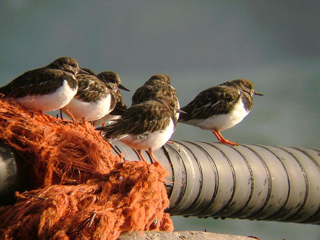 Turnstone Arenaria interpres Bird Images