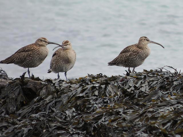Whimbrel Numenius phaeopus Bird Images