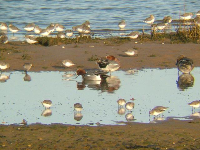 Wigeon Anas penelope Bird Images