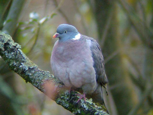 Wood Pigeon Columba palumbus Bird Images