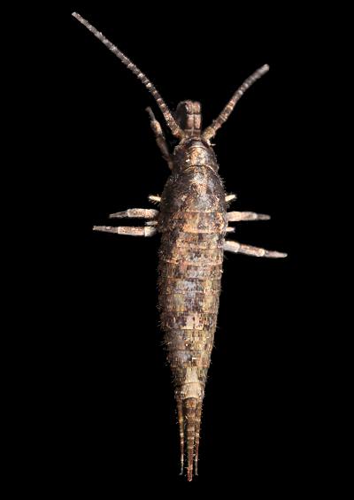 Bristletails Silverfish Thysanura Images UK