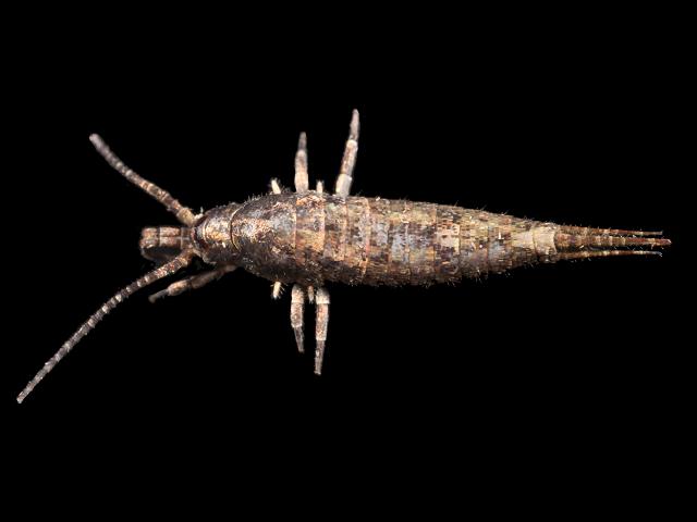 Dilta littoralis Bristletail Archaeognatha Images
