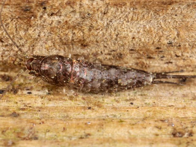 Dilta species Bristletail Archaeognatha Images