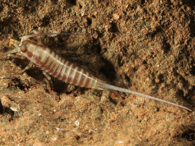 Dilta species juvenile Bristletail Archaeognatha Images