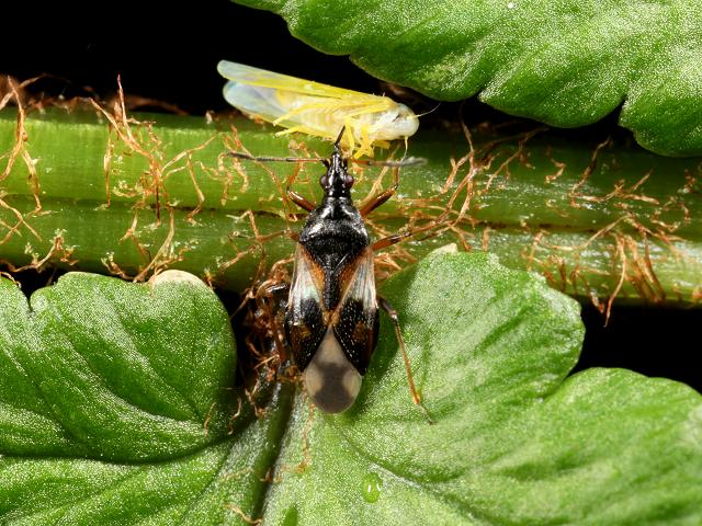Anthocoris nemorum Flower Bug