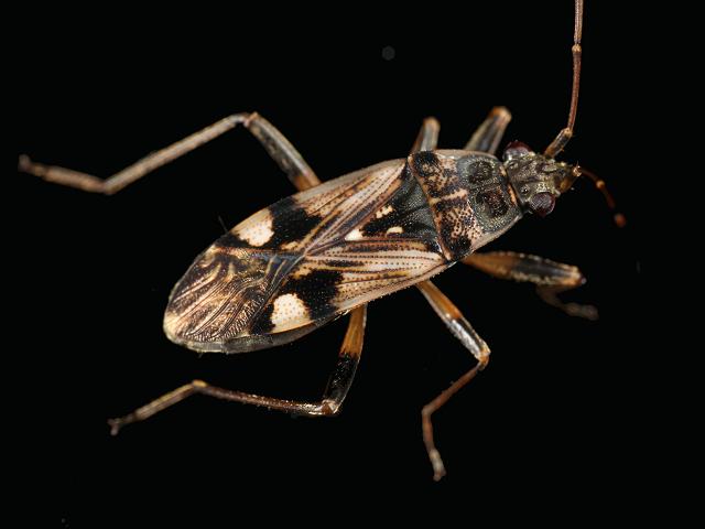 Beosus maritimus Groundbug Lygaeid Bug Heteroptera Images