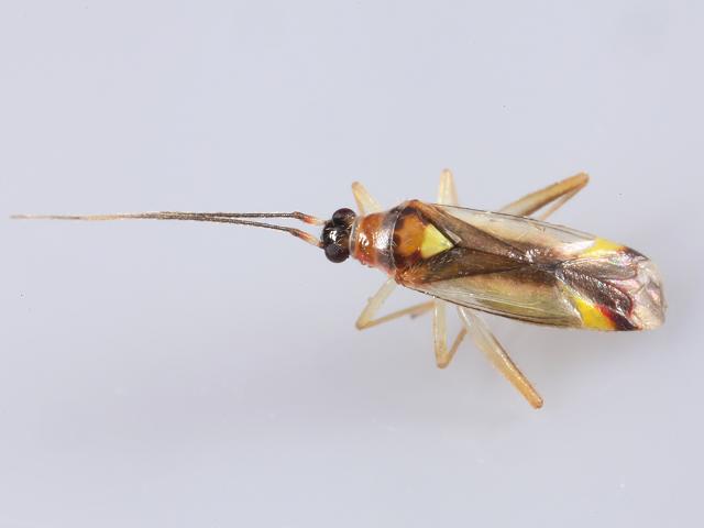 Campyloneura virgula Myrid Bug Heteroptera Images