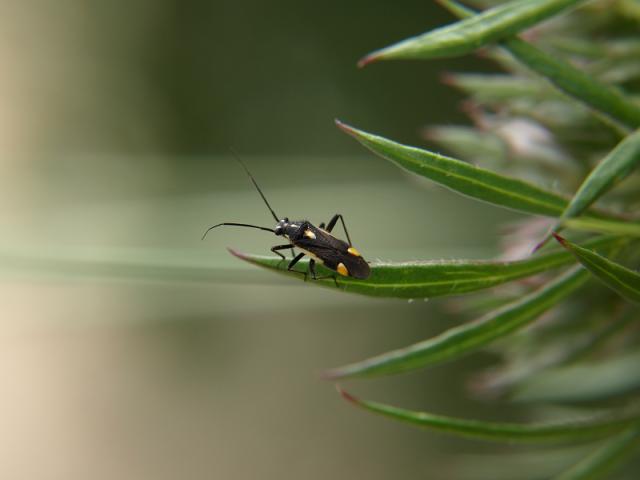 Capsodes species Myrid Bug Heteroptera Images