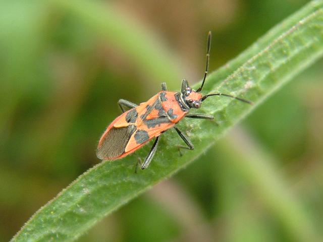Corizus hyoscyami A Rhopalid Bug