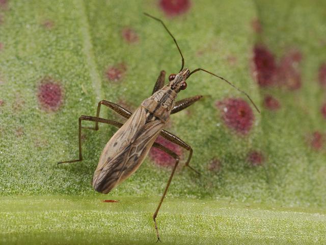 Nabis ferus Field Damsel Bug Images