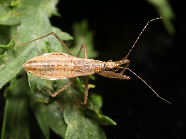 Nabis limbatus Marsh Damsel Bug Heteroptera images