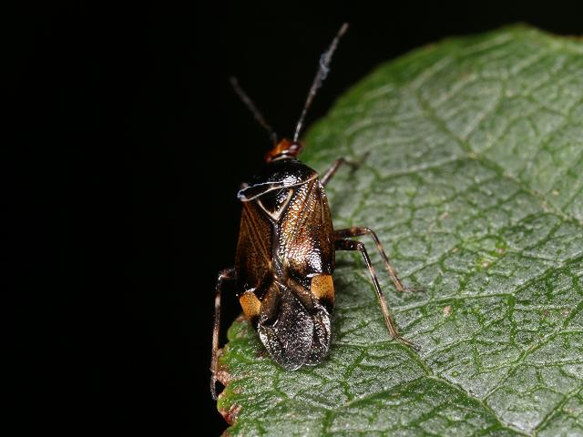 Deraeocoris flavilinea Mirid Bug Heteroptera images