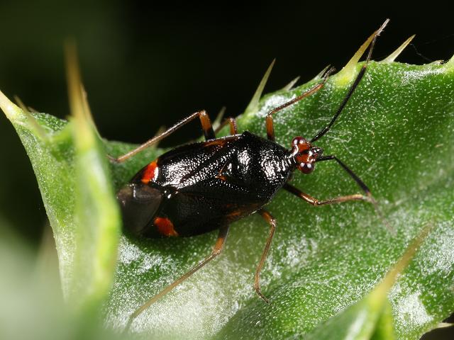 Deraeocoris ruber Mirid Bug Heteroptera images