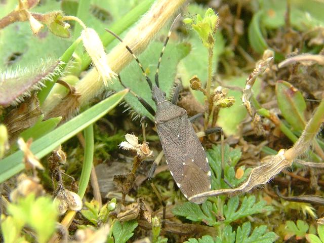Dicranocephalus agilis A Stenocephalid Bug