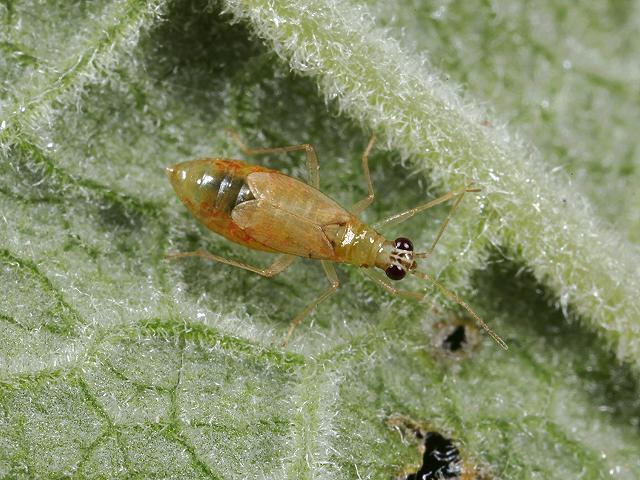 Dicyphus pallicornis Myrid Bug Images