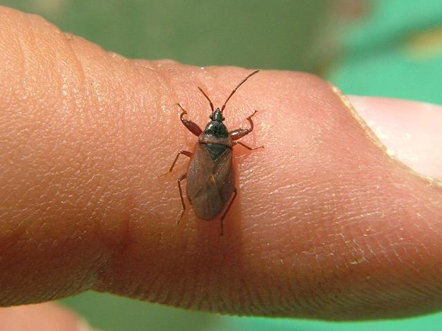 Gastrodes grossipes Pine Cone Bug Groundbug Images