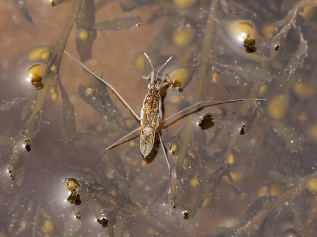 Gerris lacustris Common Pond Skater Water Strider Images