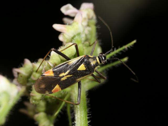 Grypocoris stysi Myrid Bug Images