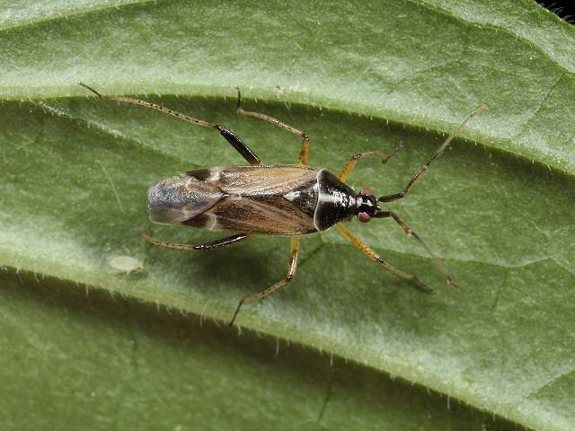 Harpocera thoracica Myrid Bug Images