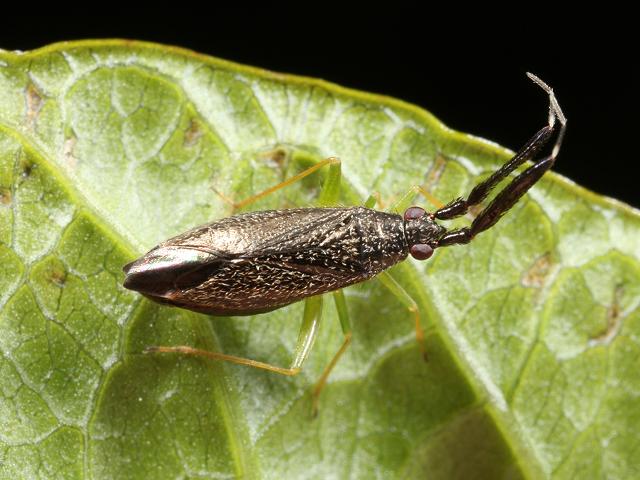 Heterotoma merioptera planicornis Myrid Bug Images
