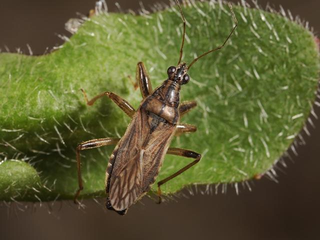 Himacerus major Grey Damsel Bug Images