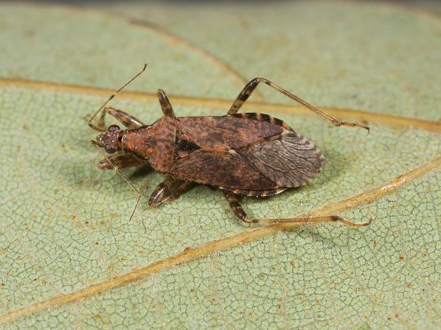 Himacerus mirmicoides Ant Damsel Bug Images