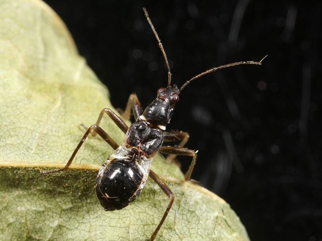Himacerus mirmicoides Ant Damsel Bug nymph images