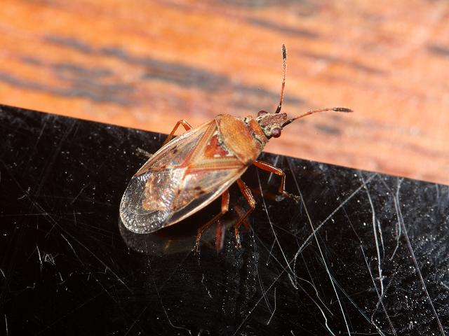 Kleidocerys resedae Birch Catkin Bug Groundbug Images