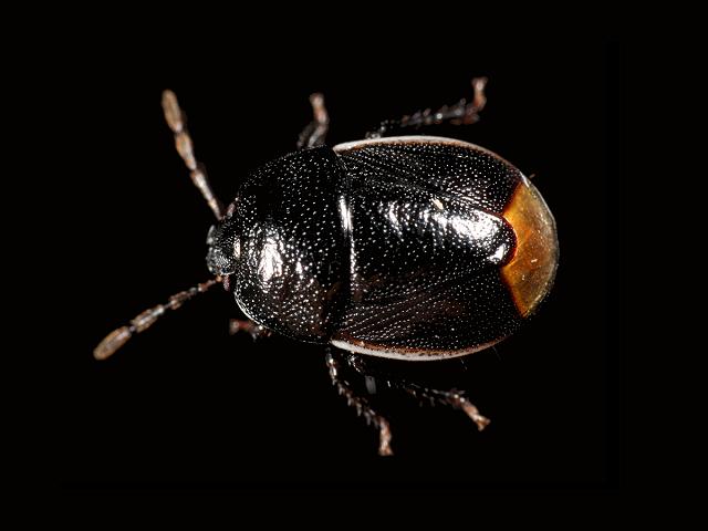 Legnotus limbosus Bordered Shieldbug Images