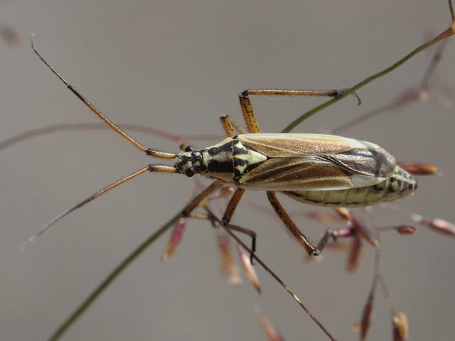 Leptopterna dolabrata A Grass Bug