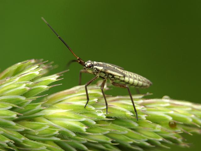 Leptopterna A Grass Bug