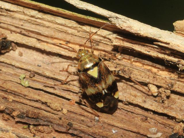 Liocoris tripustulatus A Myrid Bug