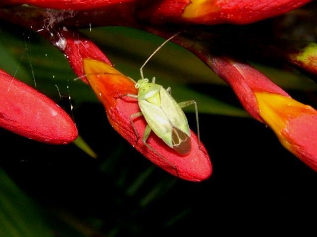 Lygocoris pabulinus Common Green Capsid Bug Images