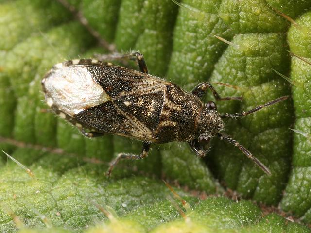 Heterogaster urticae Nettle Ground Bug Heteroptera images