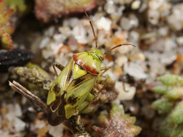 Lygus maritimus Myrid Bug Images