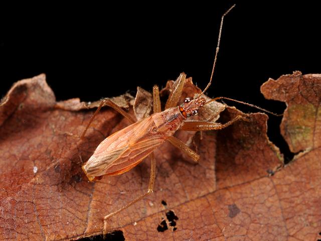 Nabis rugosus Common Damsel Bug Images