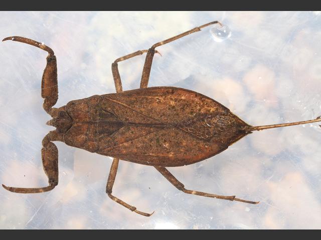 Nepa cinerea Water Scorpion Images