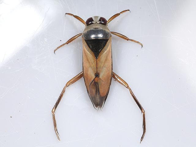 Notonecta glauca Common Backswimmer Glaucous Water Boatman Images