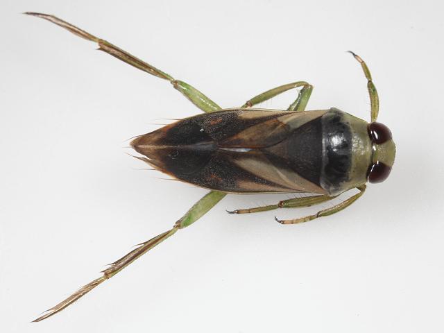 Notonecta obliqua Backswimmer Water Boatman Images