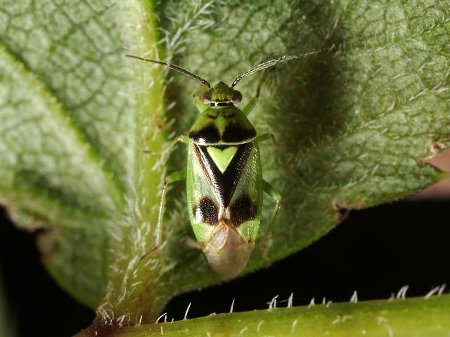 Orthops campestris Mirid Bug Images