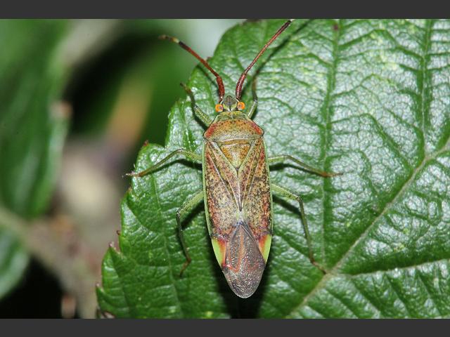 Pantilius tunicatus Mirid Bug Images